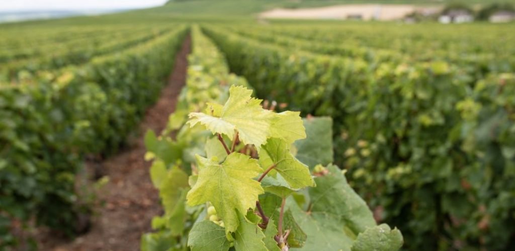 Vignoble champagne Vignoble champagne